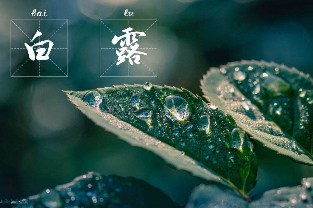 白露丨露从今夜白,月是故乡明