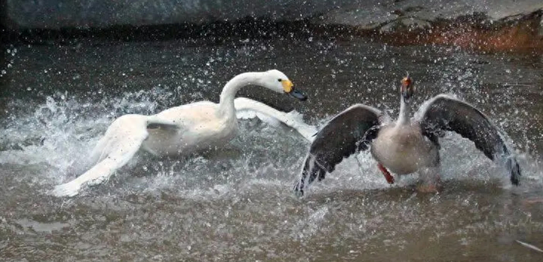 在组织中建立“伙伴关系”