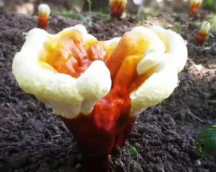 Organic Reishi Mushroom Extract