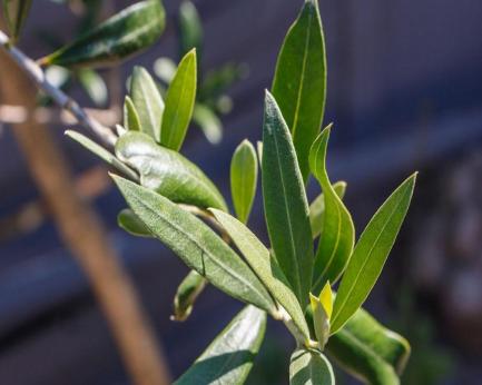 olive leaf extract