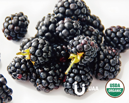 Blackberry Powder/Extract