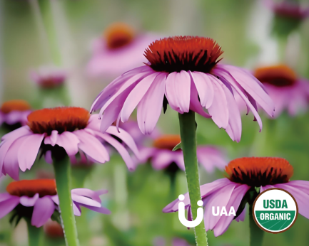 Echinacea Powder/Extract