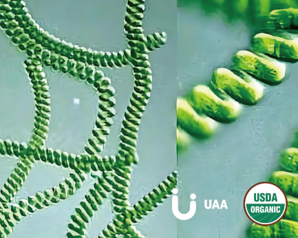 Organic Spirulina Powder/Extract