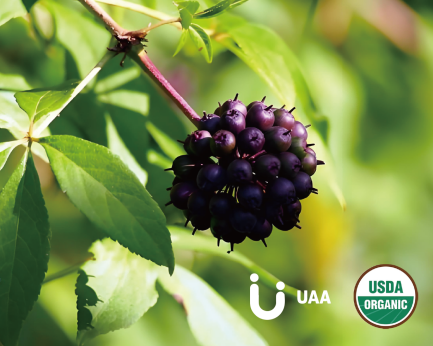 Organic Siberian Ginseng Powder/Extract