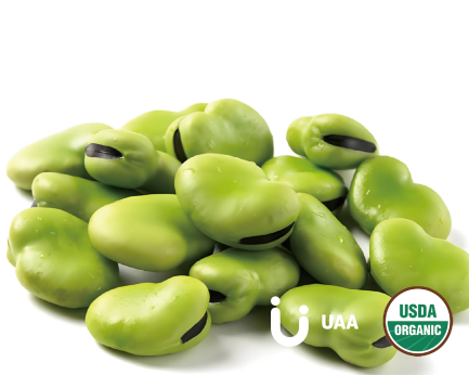Faba Bean Protein