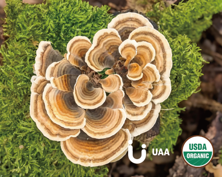 Organic Turkey Tail Powder/Extract