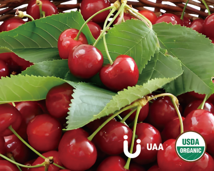 Acerola Cherry Powder/Extract