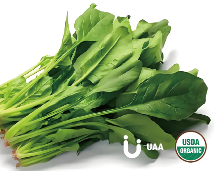 Organic Spinach Powder/Extract