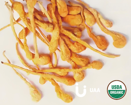 Cordyceps/Cordyceps sinensis (Powder, Extract)