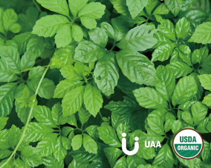 Five Leaf Gynostemma Powder/Extract