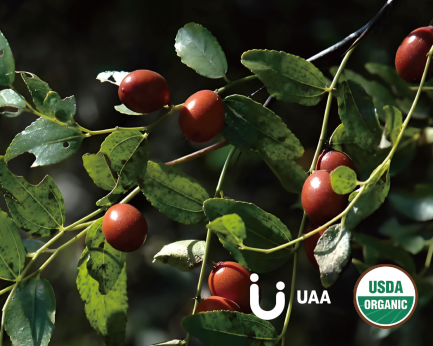 Chinese Date Powder/Extract/Slice/Granule