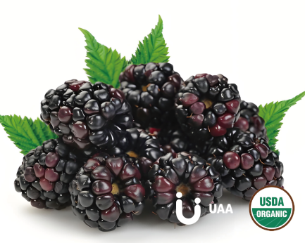 Organic Mulberry Powder