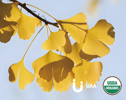 Ginkgo Leaf Extract