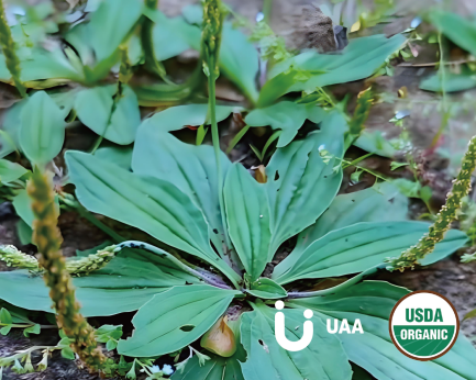 Asiatic Plantain Powder/Extract (Plantago aslatlca)