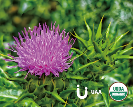 Organic Milk Thistle Powder/Extract