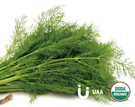 Fennel Powder/Extract