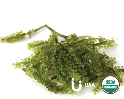 Chlorella Powder/Extract