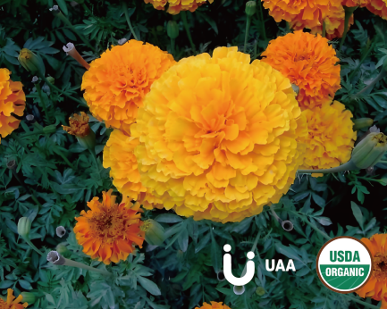 Organic Marigold（Tagetes Minuta）Powder/Extract