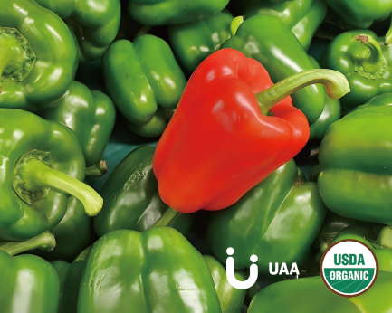 Chilis (red/green bell pepper) Powder