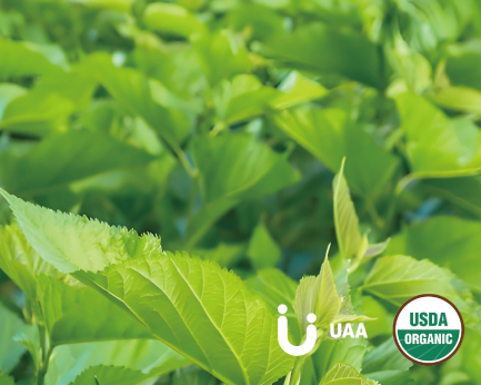 Orgnic Mulberry Leaf (Mori Folium) Powder/Extract