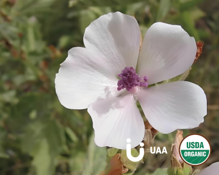 Organic Marshmallow Root Powder/Extract