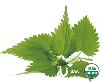 Organic Nettle Powder/Extract