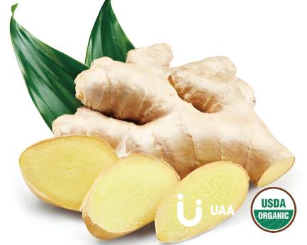 Ginger Powder/Extract