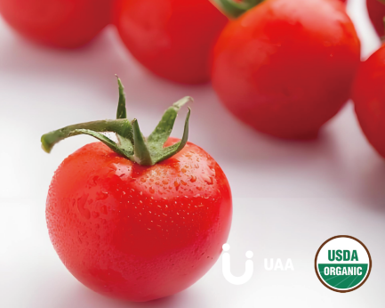 Organic Tomato powder/extract