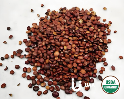 Organic Spine Date Seed (Ziziphi spmosae) Extract