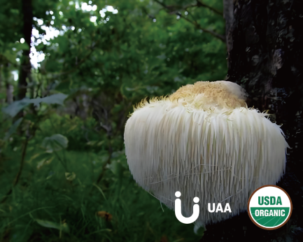 Organic Lion's Mane Powder/Extract