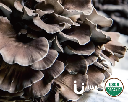 Organic Maitake Mushroom Powder/Extract