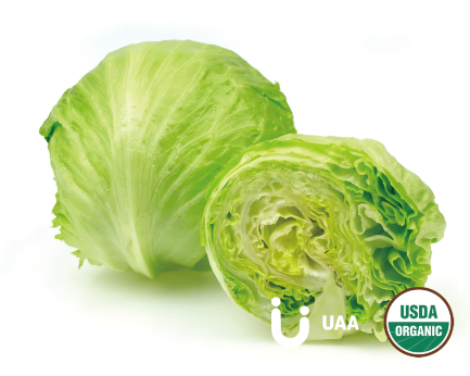 Cabbage Extract/ powder