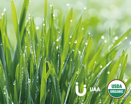 Barley Grass（Powder/Juice Powder)