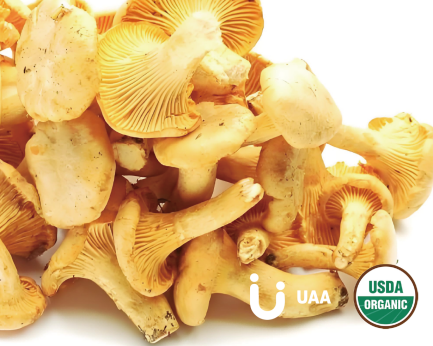 Chanterelle (Cantharellus cibarius) Extract/ powder