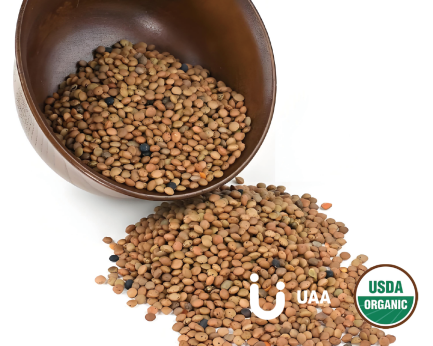 Cassia Seeds Powder/Extract