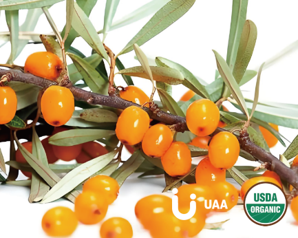 Organic Seabuckthorn fruit/Hippophae rhamnoides L.  Powder/Juice Powder/Extract