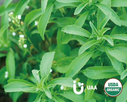 Organic Stevia leaf Powder/Extract