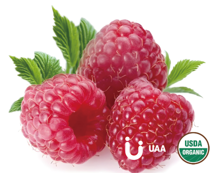 Organic Raspberry powder/ Juice Powder/Extract