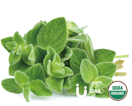Organic Oregano Extract / Origanum vulgare L.