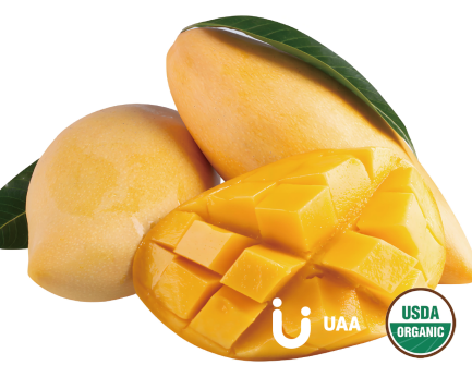 Organic Mango Juice Powder/ Powder/Extract