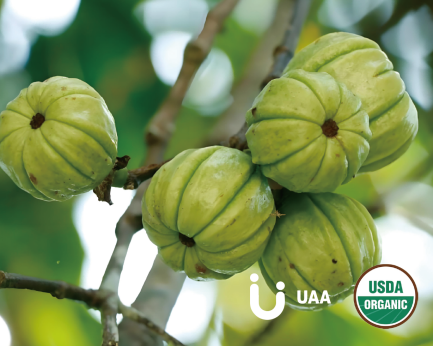 Garcinia Cambogia Extract