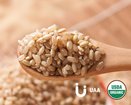 Organic Brown rice Protein