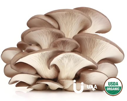 Organic Oyster mushroom (Pleurotus ostreatus)  Powder/Extract