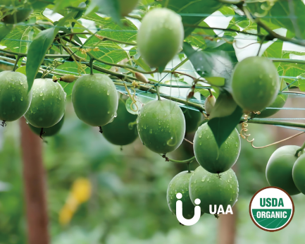 Organic Monk Fruit Powder/Extract