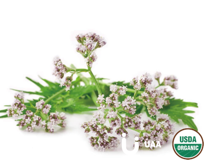 Organic Valerian root Powder/Extract