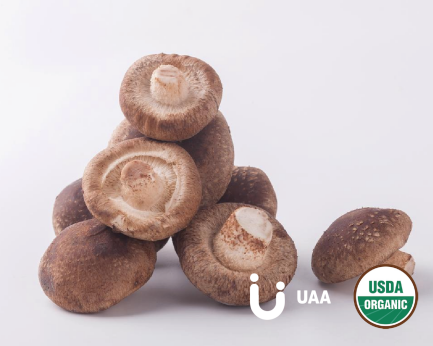 Organic Shiitake Mushroom Powder/Extract