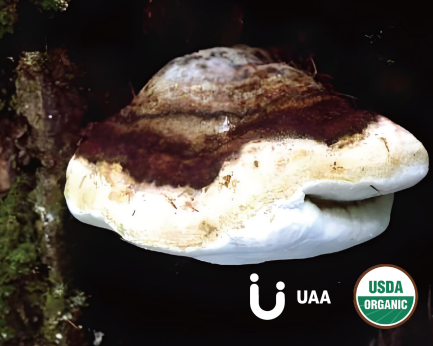 Agarikon (Laricifomes/Fomi topsis officinalis)  Extract/ powder