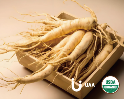 Ginseng Powder/Extract