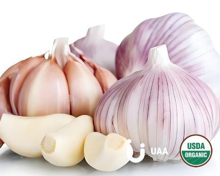 Garlic extract/powder