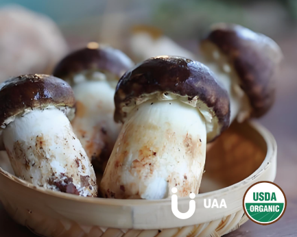 Agaricus Blazei Murill(Dried  Powder/Dried/Powder/Extract）